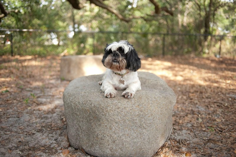 Al Lopez Dog Park preview 3